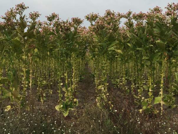 Tobak i långa rader