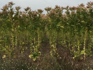 Tobak i långa rader